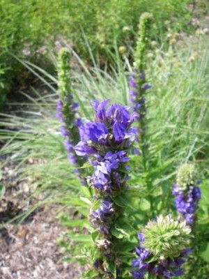 Downy Lobelia
